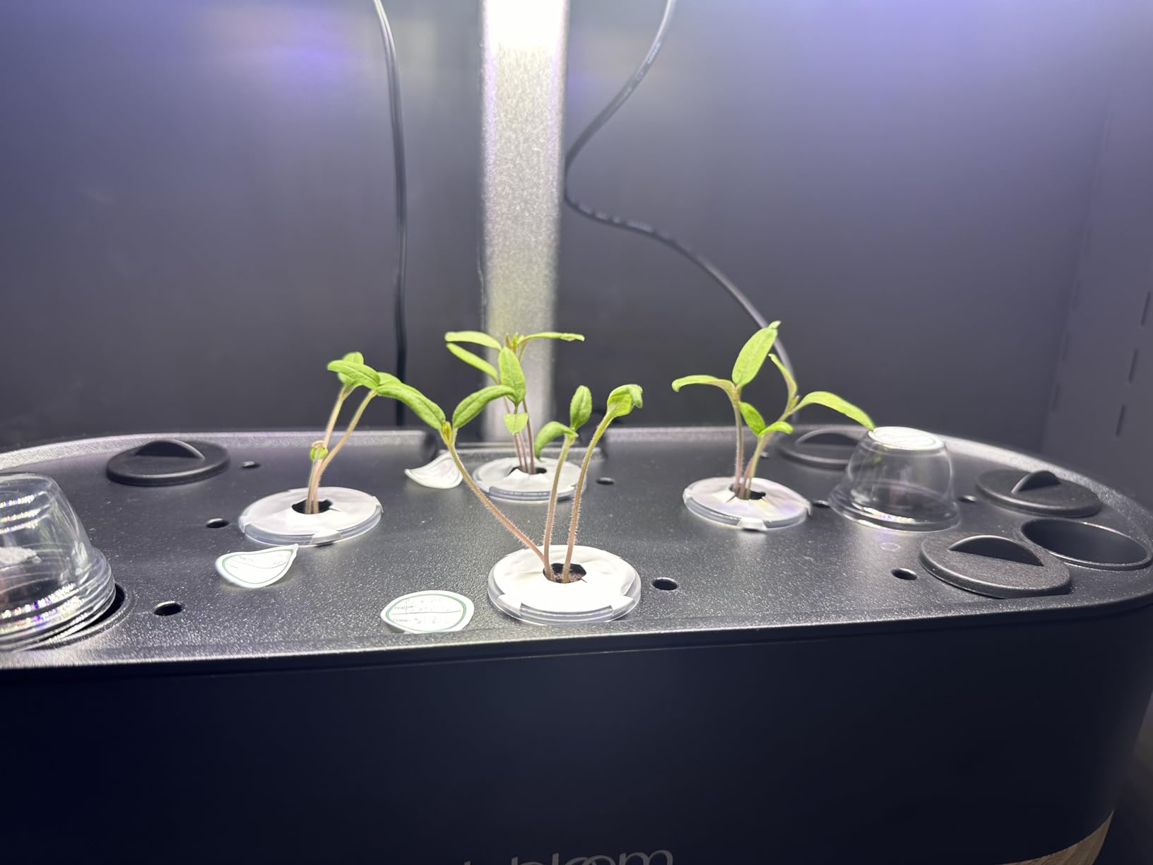 inbloom Hydroponics Growing System 12 Pods, Indoor Herb Garden with LEDs Full-Spectrum Plant Grow Light, Water Shortage Alarm, Automatic Timer, Height Adjustable,Gardening Gifts for Women, White customer photo 2