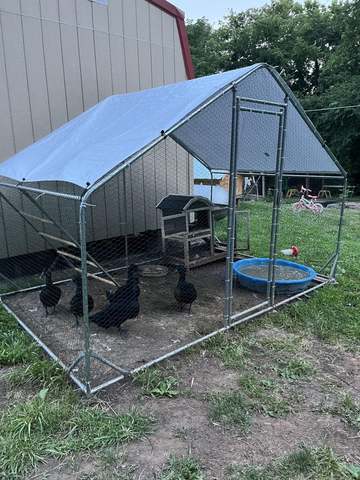 CHIKENCOOP 9.8 x 6.5 x 6.5 ft Metal Chicken Coop, Chicken Run with Cover | Walk-in outdoor enclosure with waterproof UV-resistant cover, reinforced frame, and 47 x 40 in eucalyptus perch customer photo 1
