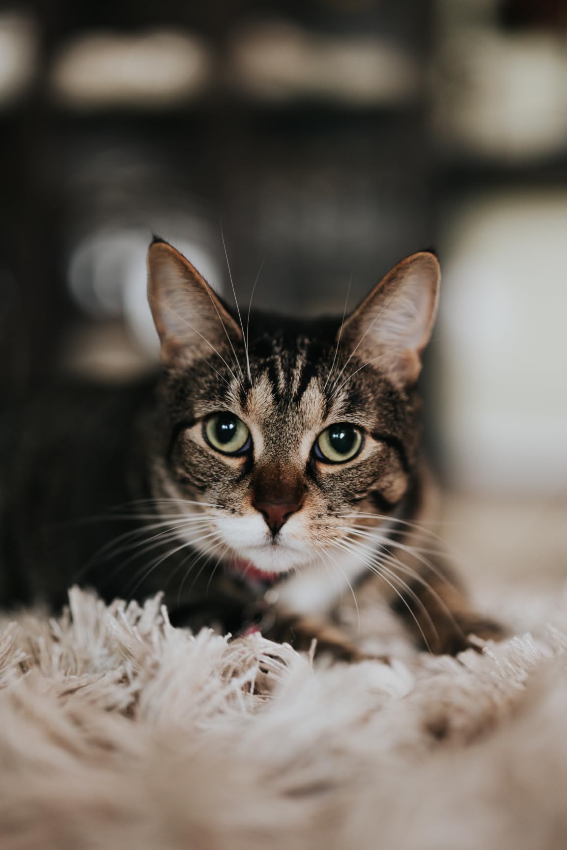 Sony FE 50mm F1.4 GM Lens (SEL50F14GM) customer photo 2