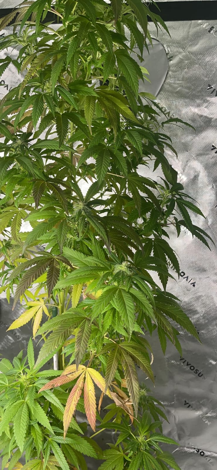 VIVOSUN GIY Smart Grow Tent System 3x3, WiFi-Integrated Grow Tent Kit, with Automate Ventilation and Circulation, Schedule Full Spectrum 200W LED Grow Light, and GrowHub E42A+ Controller customer photo 2