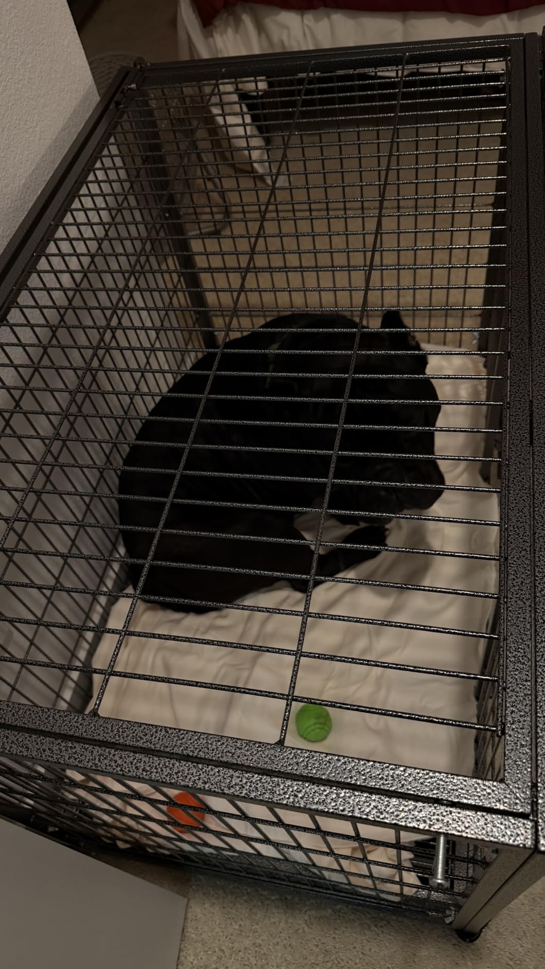 BOLDBONE 48 inch Heavy Duty Indestructible and Escape-Proof Dog Crate Cage Kennel for Large Dogs, High Anxiety Dog Crate with Removable Wire Trays and Wheels, Extra Large XL XXL, Black customer photo 2