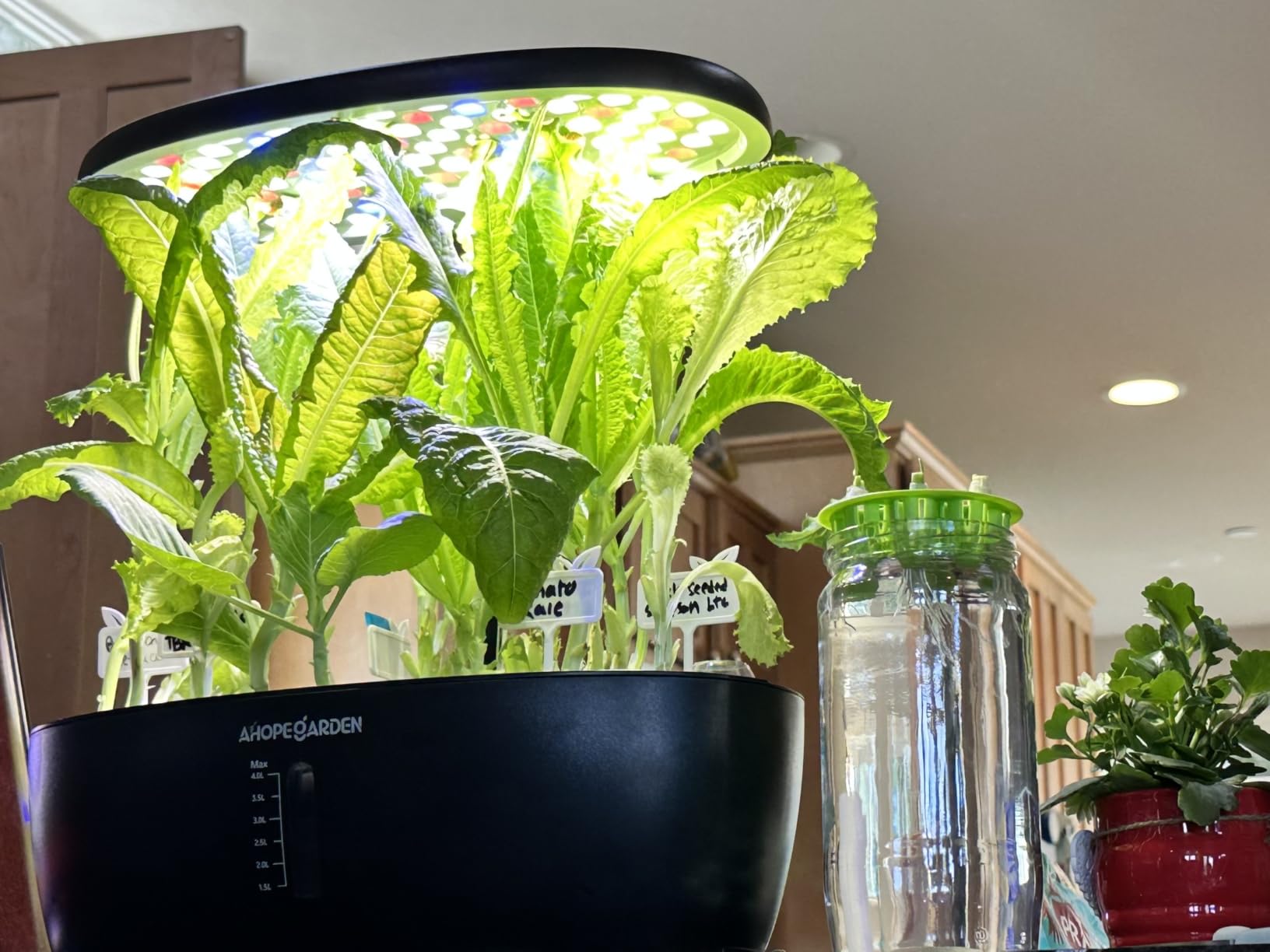 Ahopegarden Hydroponics Growing System: 12 Pods Indoor Herb Garden with LED | Plant Germination Kit with LED Grow Light, Countertop Herb Garden, Hydroponic Planter Grower Harvest Vegetables Lettuce customer photo 1