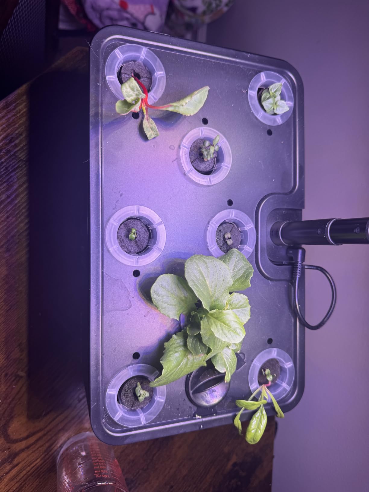 URUQ 8 Pods Hydroponics Growing System with LED Grow Light - White | Quiet Water Pump, Automatic Timer, Adjustable Height for Fresh Herbs, Vegetables, Indoor Gardening, Gifts for Plant Lovers customer photo 1