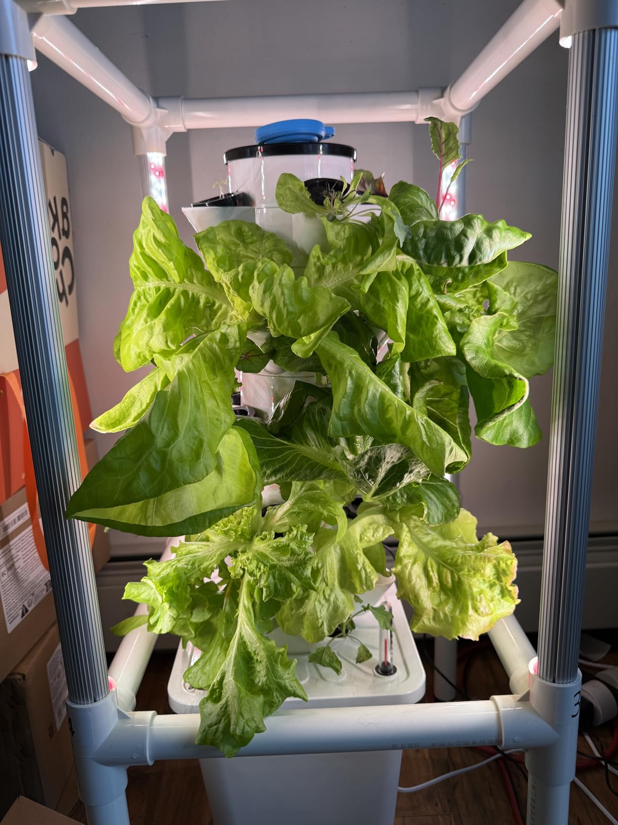 SJZX Hydroponics Growing System, Hydroponic Tower with Full-Spectrum Grow Lights, 5/14Tiers Indoor Outdoor Garden Planter, Vertical Home Gardening Germination Kits for Vegetables, Fruits, Herb customer photo 1