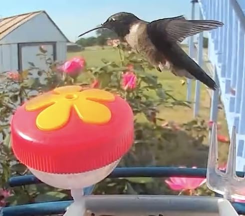 Smart Bird Feeder with Camera Solar Powered, 2K Live Stream for Backyard | 5MP Photos, AI Bird Species Identification, Auto Alert & Record, 1.8L Capacity, Bird Watching Gifts for Mom Dad Bird Lover customer photo 1