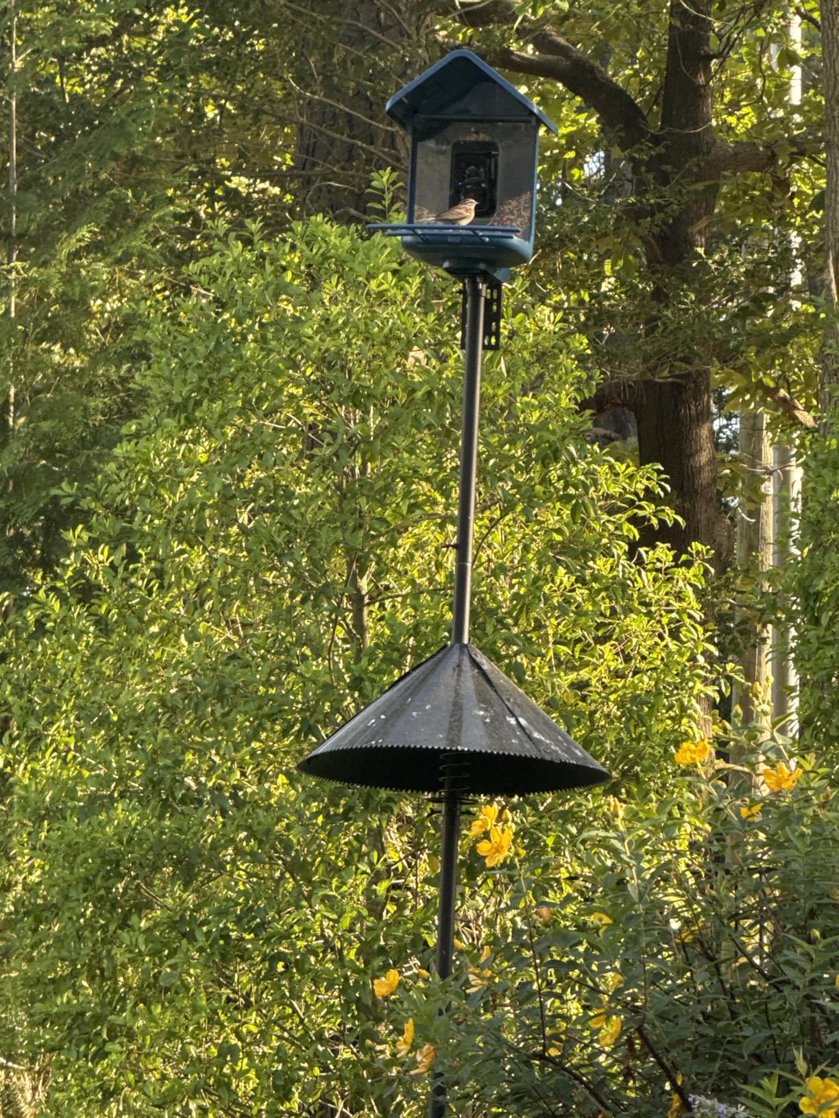 Smart Bird Feeder with Camera Solar Powered, 2K Live Stream for Backyard | 5MP Photos, AI Bird Species Identification, Auto Alert & Record, 1.8L Capacity, Bird Watching Gifts for Mom Dad Bird Lover customer photo 2