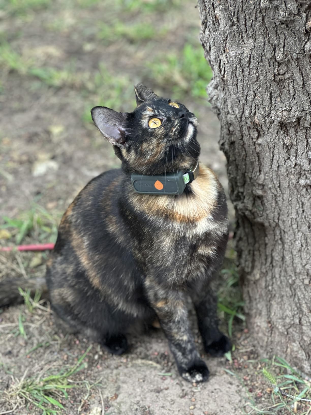 Weenect Cat XS - New GPS Tracker for Cats | Real-time Mini GPS Tracker for Cats | Smallest Model on The Market | Collar Included | Subscription Required customer photo 1