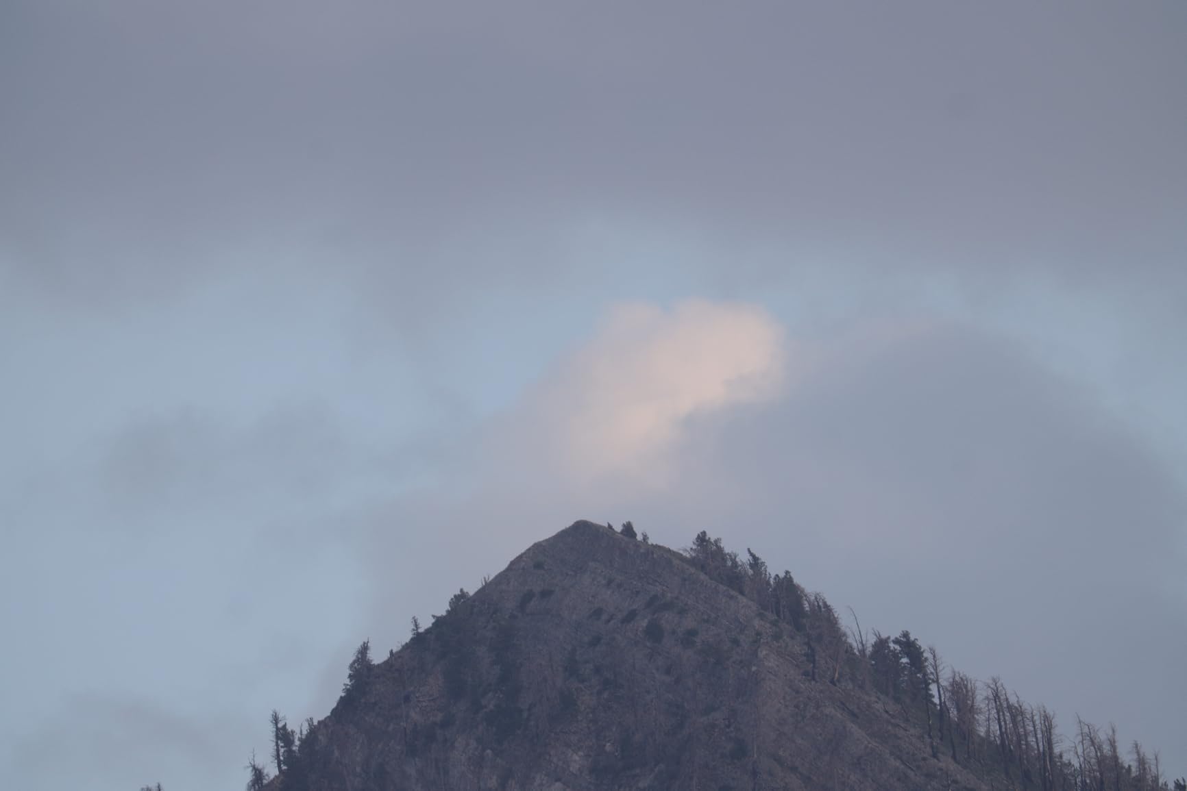 Canon RF200-800mm F6.3-9 IS USM Super-Telephoto Zoom Lens customer photo 1