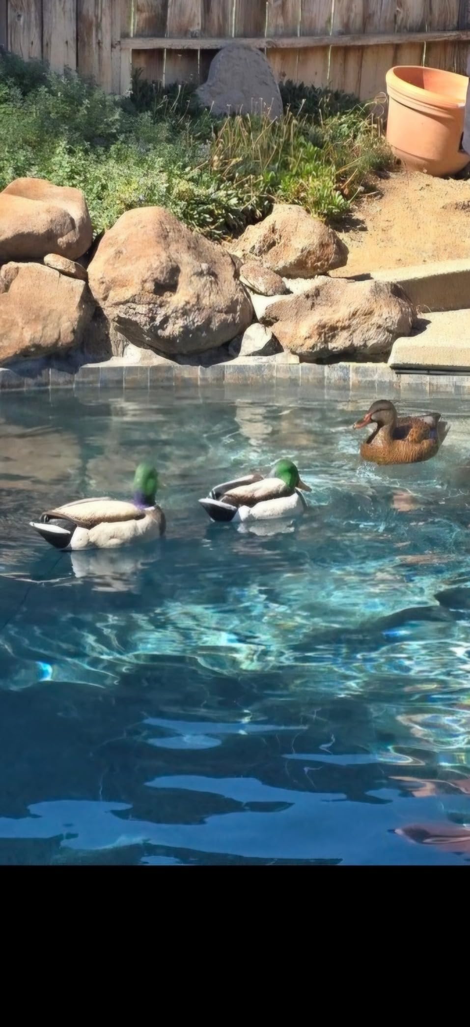 Avian-X Power Swimmer Motion Decoy customer photo 1