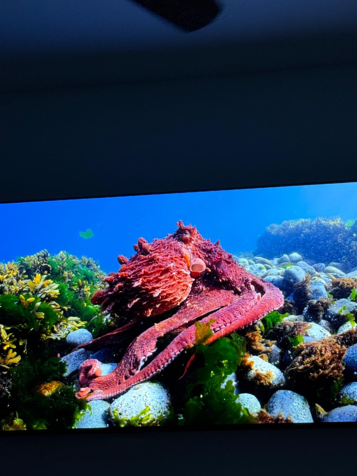 Samsung 55-Inch Class OLED 4K S85D Series HDR Smart TV w/Dolby Atmos, Object Tracking Sound Lite, Contour Design, Motion Xcelerator, Real Depth Enhancer, Alexa Built-in (QN55S85D, 2024 Model) customer photo 1