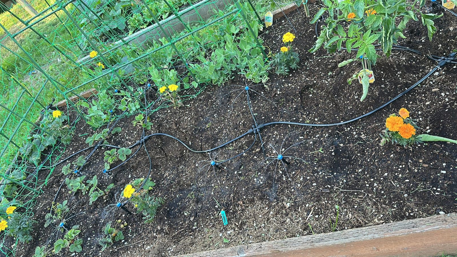 Bonviee Drip Irrigation System Kit for Garden Watering, 230FT Quick Connect customer photo 2