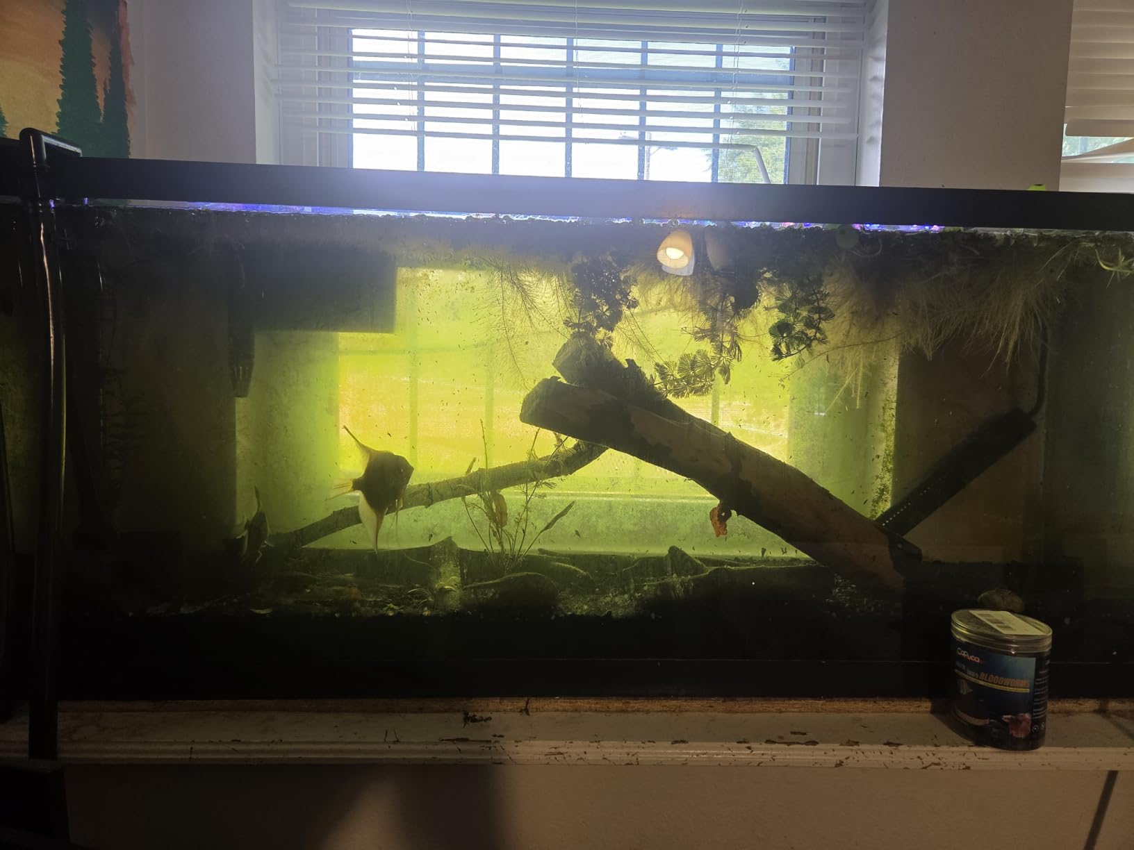 AQQA LED Aquarium Light, 24/7 & DIY Mode Full Spectrum Fish Tank Light | Adjustable Timer/Brightness, Extendable Bracket Aquarium Plant Light, Memory Function, IP68 Waterproof, for 24-32 Inch Tank customer photo 2