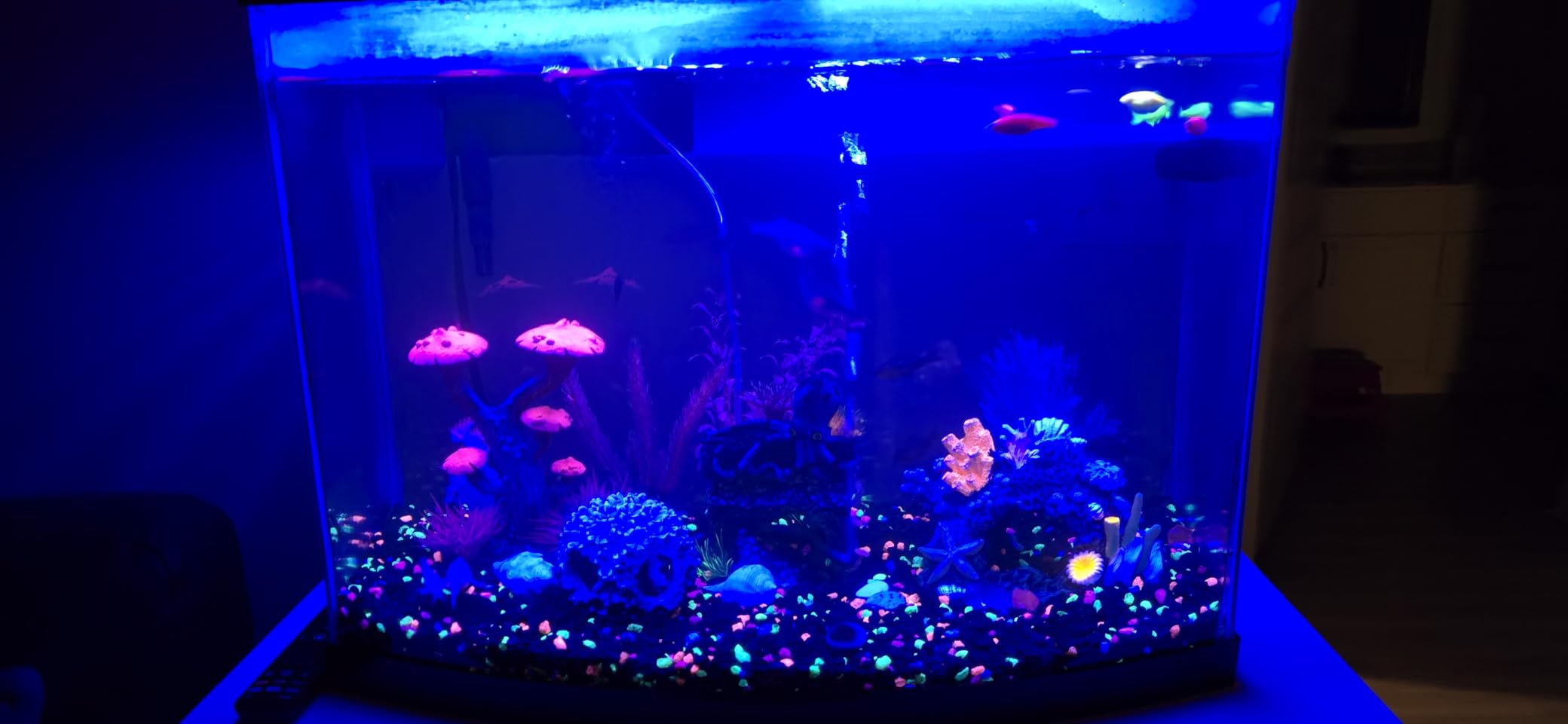 AQQA LED Aquarium Light, 24/7 & DIY Mode Full Spectrum Fish Tank Light | Adjustable Timer/Brightness, Extendable Bracket Aquarium Plant Light, Memory Function, IP68 Waterproof, for 18-24 Inch Tank customer photo 2