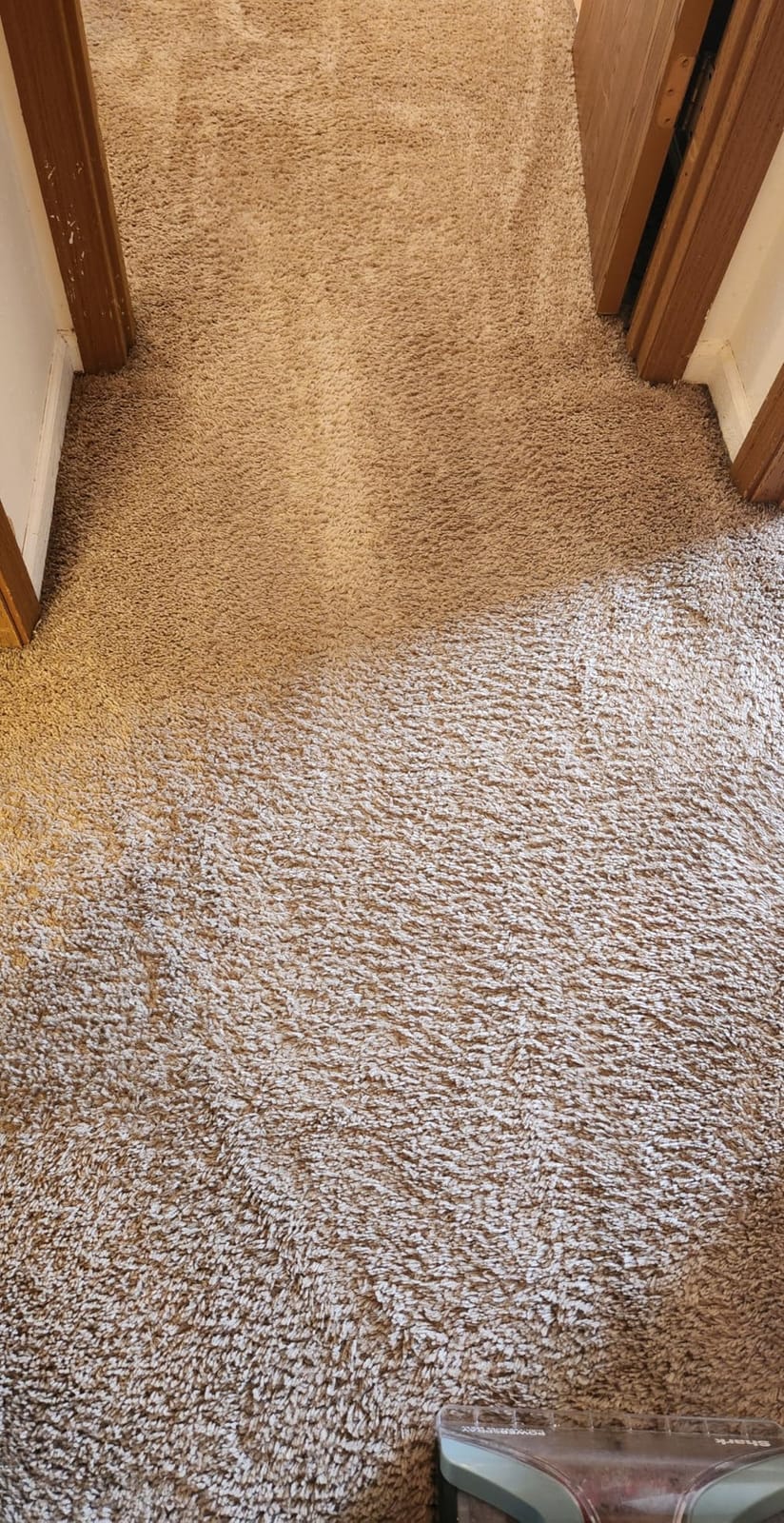 Shark CarpetXpert Upright Carpet & Built-in Stain Cleaner, 3 Tools, EX151 | For Carpet, Upholstery & Rugs, Dirt, Grime & Odor Remover, Deep Clean Essential Formula, 3.5