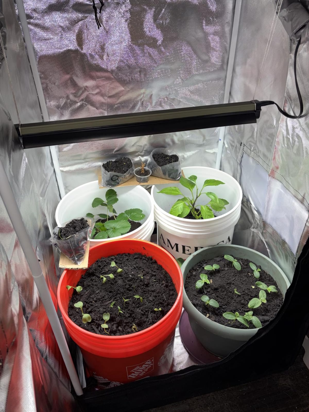 Zazzy Grow Tent 18