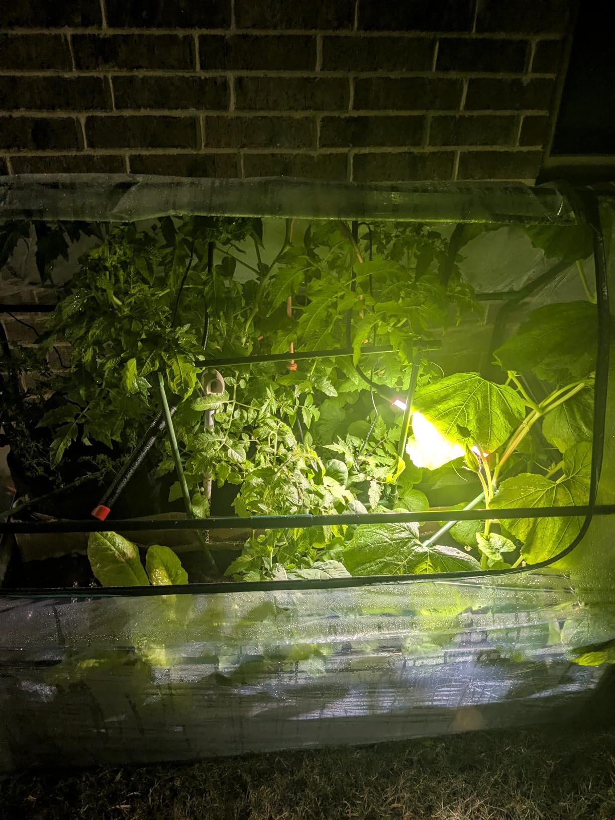 Ahopegarden Indoor Garden Hydroponics Growing System Kit: 66 Pods Plant Herb Garden Germination Kit with LED Grow Light, 30L Large Capacity Kitchen Hydroponics Planter Grower for Vegetable Fruit customer photo 1