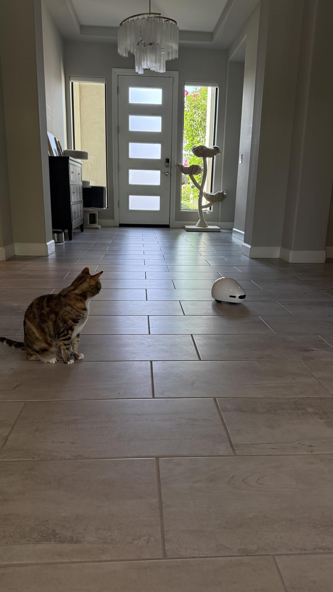 Pet Camera Robot with Treat Dispenser & Laser, Moving Cat Robot Camera for Dogs and Cats with Two-Way Audio, App Remote Control, Auto Recharge, Night Vision customer photo 2