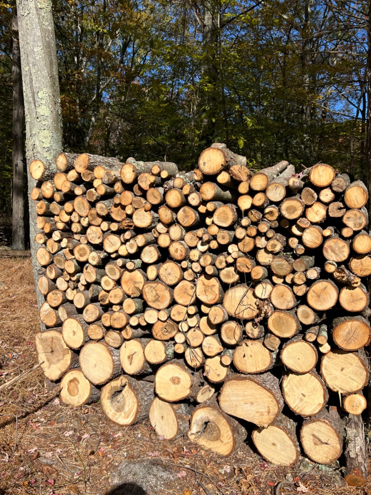 PowerSmart Electric Log Splitter, 6.5-Ton, 3450 Motor Speed, 15 Amp, Horizontal Full Beam Design customer photo 2