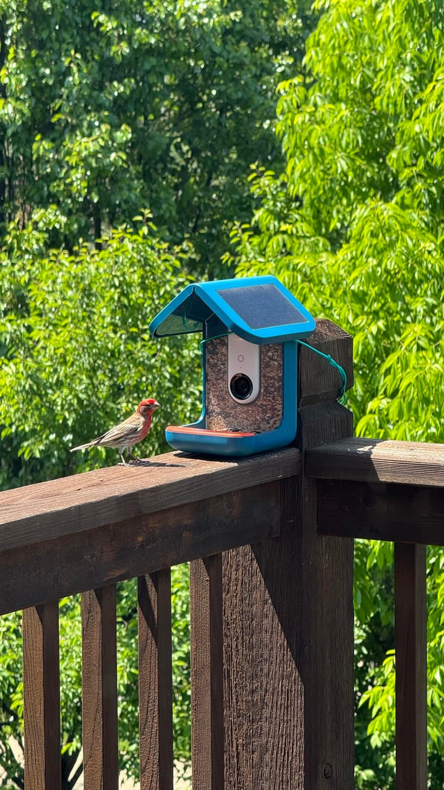 Birdbuddy Pro Solar Smart Bird Feeder with Camera, AI Bird ID, 2K Video, 5MP Photos, 1/2.7