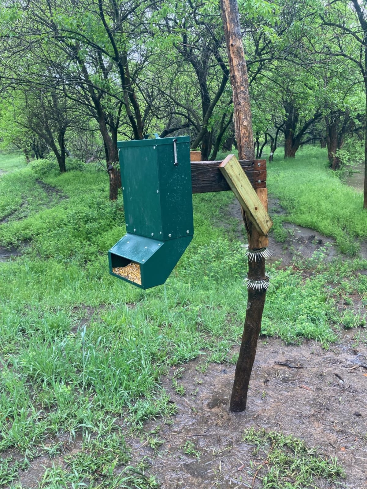 Automatic Metal Deer Feeder 10 Gallon | Tree Protein Feeder, Heavy Duty Gravity Deer Feeder Automatic Dispenser Feeds Protein and Corn, Wildlife Feeder, Green customer photo 2