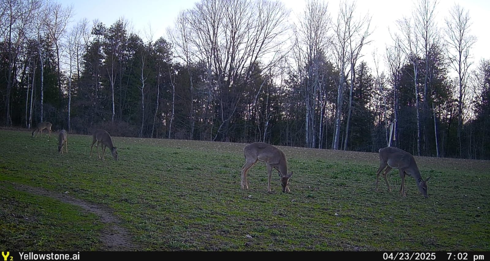 Yellowstone Y2 Cellular Trail Camera | 4G LTE, 1080P, GPS, No-Glow IR customer photo 1