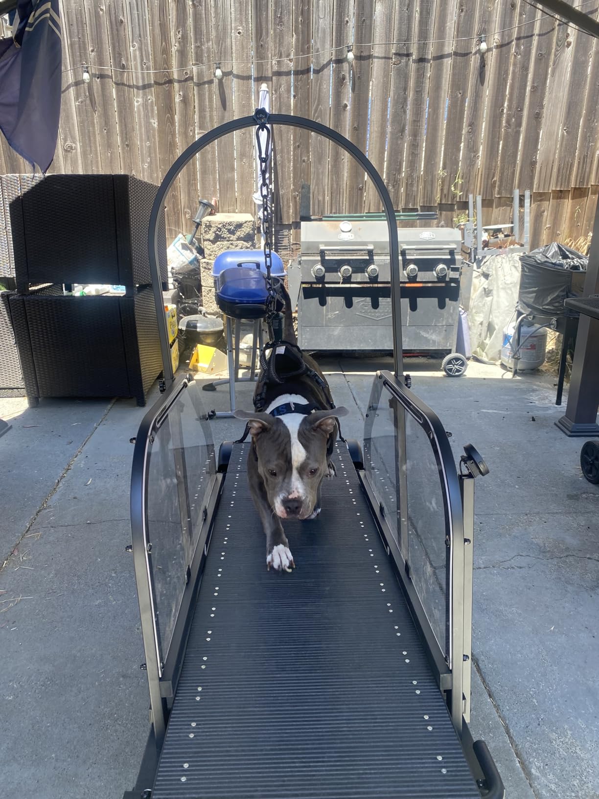 Dog Treadmill for Large Dogs with Manual Brake & Timer, 18