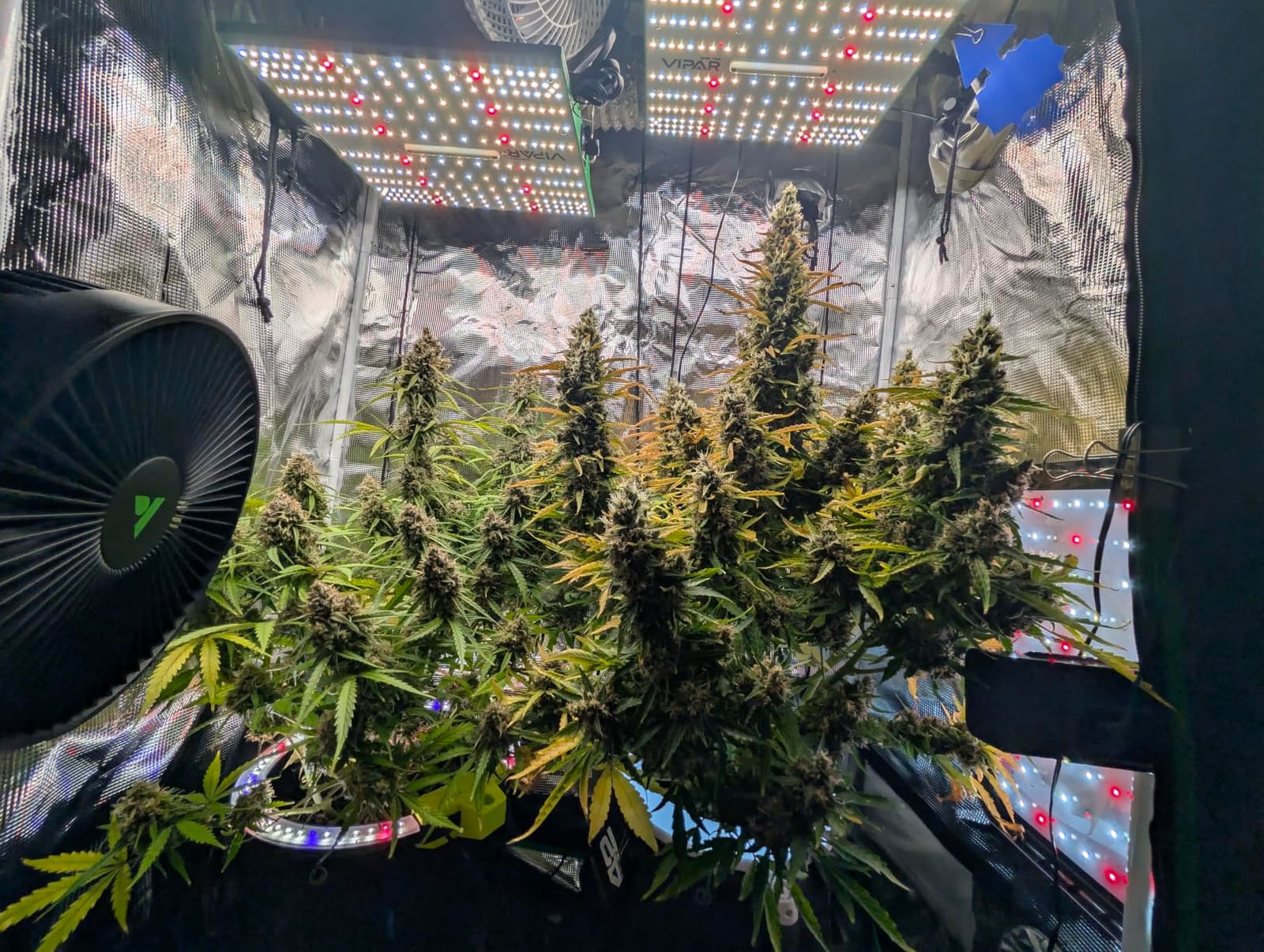 70 Watt Grow Light, Dimmable Plant Light, LED Grow Lights for Indoor Plants, VIPARSPECTRA P700 Full Spectrum Growing Lamp Seed Starting Seedlings Vegetable, 11000 Lumens Small Hanging for 2x2 Grow Tent customer photo 2