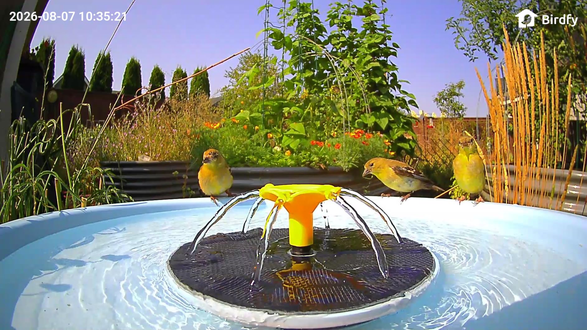 Birdfy Smart Bird Bath with Camera, Solar Powered, Dual-Lens 2K AI Camera | Watch Birds Bathe & Drink in Stunning 2K with Dual-Lens Auto Tracking, Solar Power, Fountain and Lifetime AI Bird Recognition customer photo 1