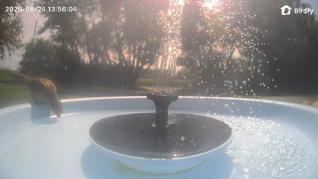 Birdfy Smart Bird Bath with Camera, Solar Powered, Dual-Lens 2K AI Camera | Watch Birds Bathe & Drink in Stunning 2K with Dual-Lens Auto Tracking, Solar Power, Fountain and Lifetime AI Bird Recognition customer photo 2