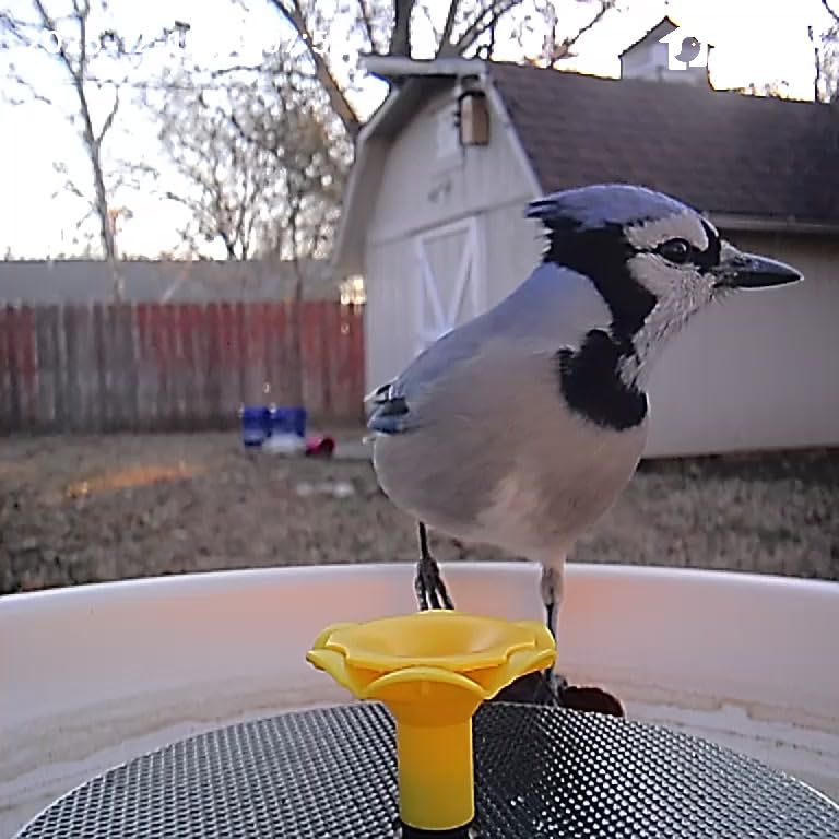 Birdfy Smart Bird Bath with Camera Solar Powered & Solar Fountain & Stand, Dual-Lens Camera for Bird Watching in Phone, Auto Capture Bird Videos, Ideal Present for Bird Lover (AI by Subscription) customer photo 1