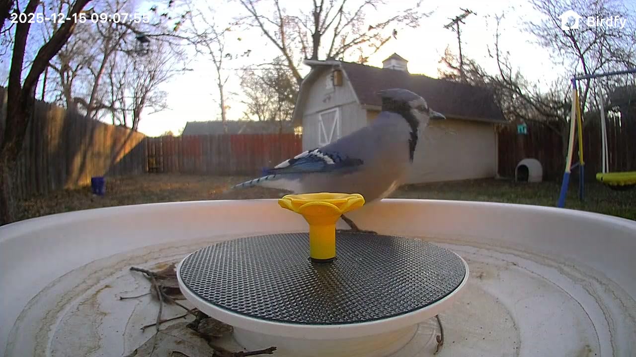 Birdfy Smart Bird Bath with Camera Solar Powered & Solar Fountain & Stand, Dual-Lens Camera for Bird Watching in Phone, Auto Capture Bird Videos, Ideal Present for Bird Lover (AI by Subscription) customer photo 2