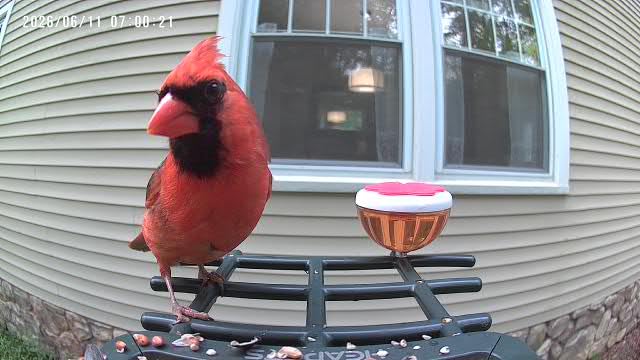 Smart Bird Feeder with Camera Solar Powered, 2K HD Video, AI Bird Species Identification, Instant Arrival Alerts, Weatherproof Design for Effortless Birdwatching, Best Gift for BirdLovers, Red customer photo 2