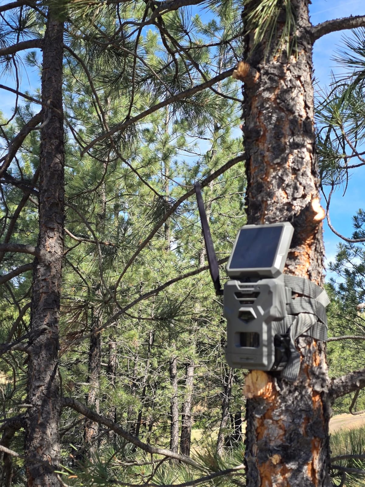 SPYPOINT Flex-S-Dark Solar Cellular Trail Camera - Built-in Solar Panel, 40MP Photos, 1080p Videos + Sound, No-Glow Game Camera, Night Vision, Motion Activated Trail Cam customer photo 2