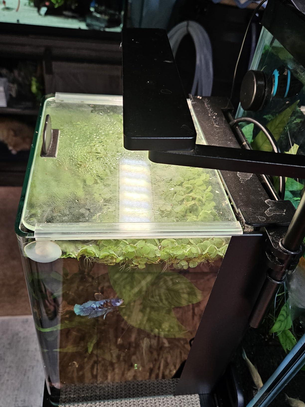 FZONE Solo Series Nano LED Aquarium Light, Full Spectrum and Dimmable, App-Controlled, for Freshwater and Planted Tanks customer photo 1