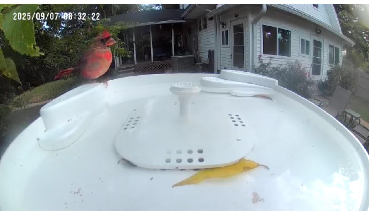 HARYMOR Bird Bath with Camera, Automatic Water Flowing, 2K Bird Camera Captures Bird Activity, Arrival Alerts, Smart AI Identifies Species, Live Video, Solar-Powered, Unheated-Enjoy Watching Birds customer photo 1