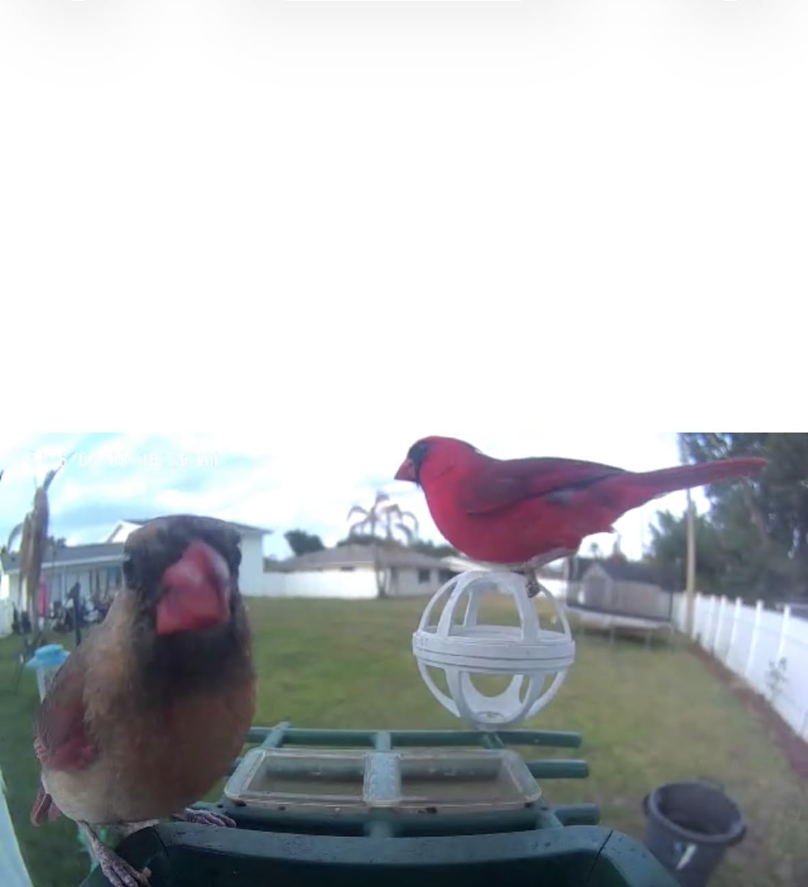 PeckCam Bird Feeder with Camera Solar Powered 2K Live Video Auto Capture, AI Bird Species Identification, Instant App Alert, IP65 Waterproof, Easy Setup, Backyard Bird-Watching customer photo 2