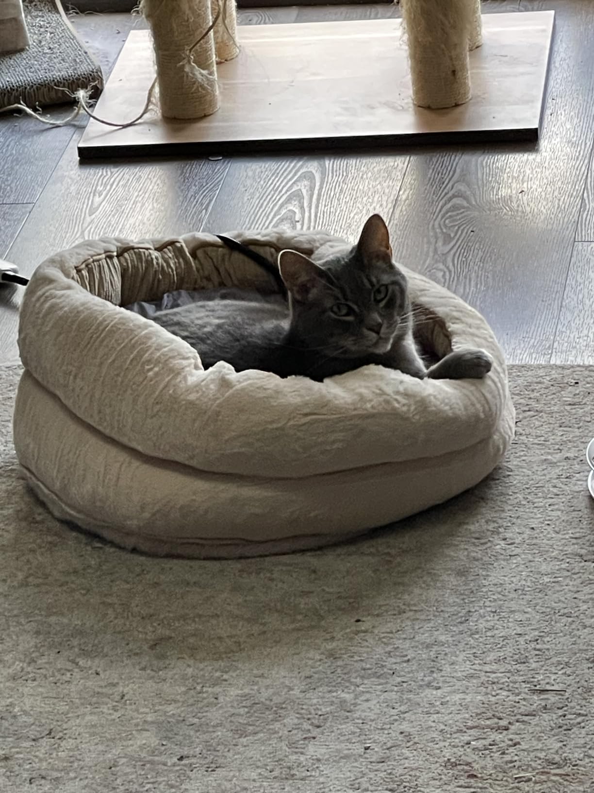 ZOMISlA Heated Cat Bed for Indoor Cats, 25 Timer & 11 Temp Adjustable, Grey | Removable Pet Heating Pad, Round Soft Cat Bed with Washable & Waterproof Cover, Non-Slip Bottom, Chew Resistant Cord, 21