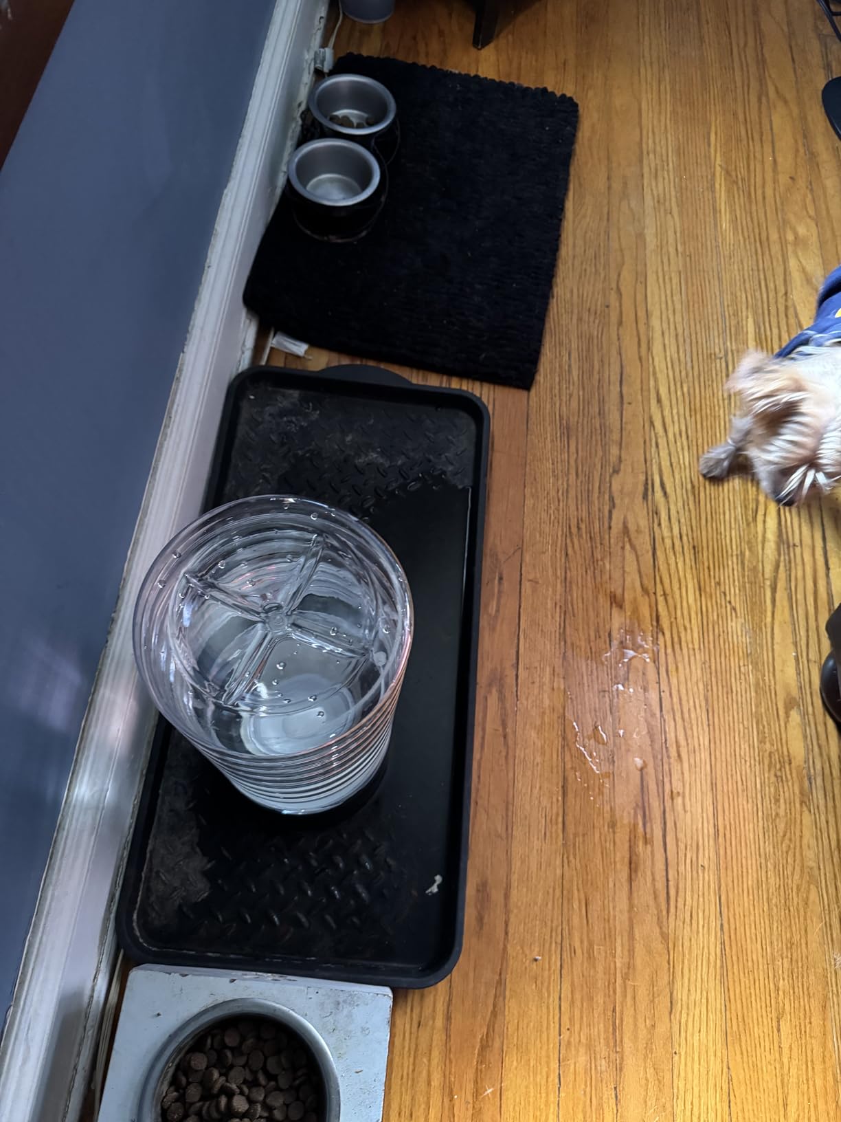 Heouvo 2.5 Gallon Automatic Dog Water Dispenser (9.5L-Black) | Wide Mouth, Easy Clean/ Removable Stainless Steel Bowl/ Gravity Refilling, Large Capacity for Cats and Dogs, Multi-Pet Homes customer photo 1