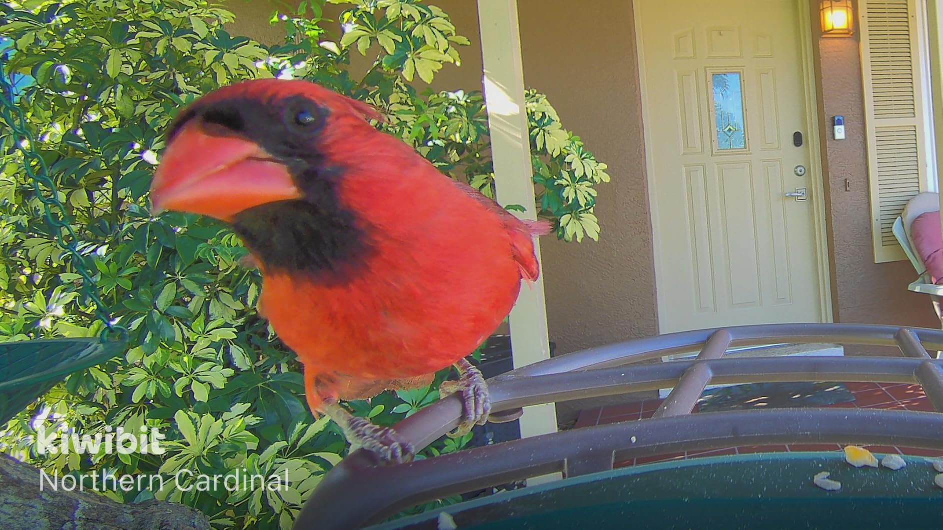 Kiwibit Solar Smart Bird Feeder with Camera, 4K HDR Live Video, AI Bird IDs | 4.4W Built-in Dual Solar Powered, 8MP Photos, Wild Camera Birdhouse, Two-Way Audio, Bird Watching Gift customer photo 2