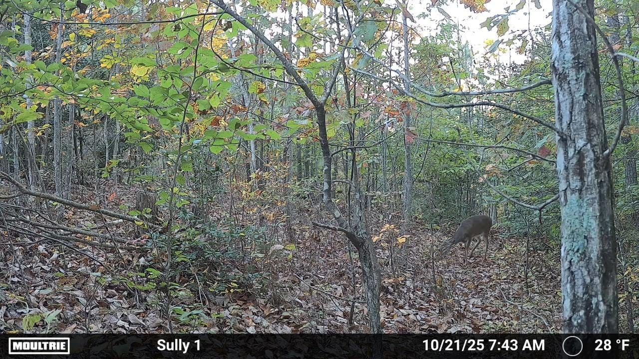 Moultrie Edge 3 Cellular Trail Camera - 40MP, 0.5s Trigger | Scout from Anywhere, HD photos via Mobile app, 1080p video, multi-carrier, low-glow flash, GPS, AI detection customer photo 2