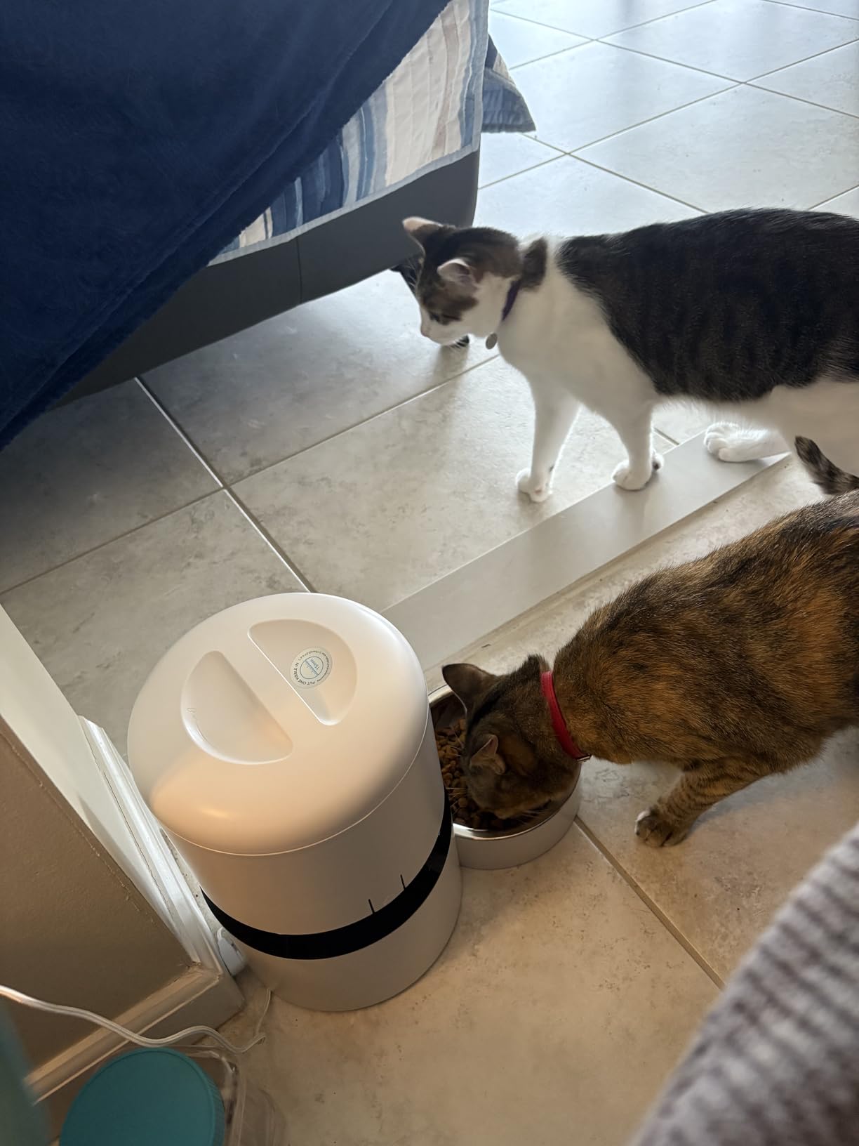 PETLIBRO Automatic Dog Feeder with Camera, Auto Cat Food Dispenser Slow Feeders Dogs Bowl, 1080P HD Video with Night Vision, 5G WiFi with 2-Way Audio, Stainless Steel Slow Food Tray for Small Dogs customer photo 1