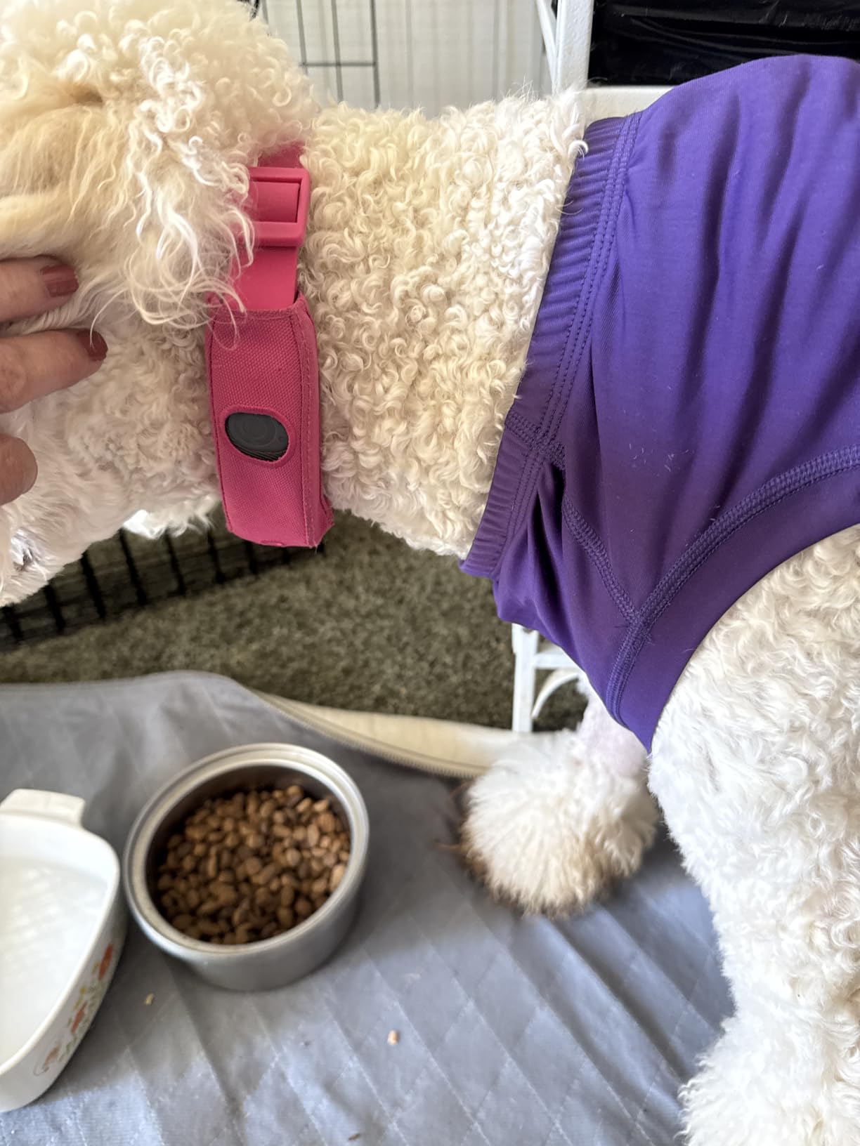 Halo Collar 5 GPS Wireless Dog Fence | Keep Your Dog Safe with Custom Boundaries, Real-Time Tracking, and Instant Alerts at Home, Away, or Off-Grid customer photo 1