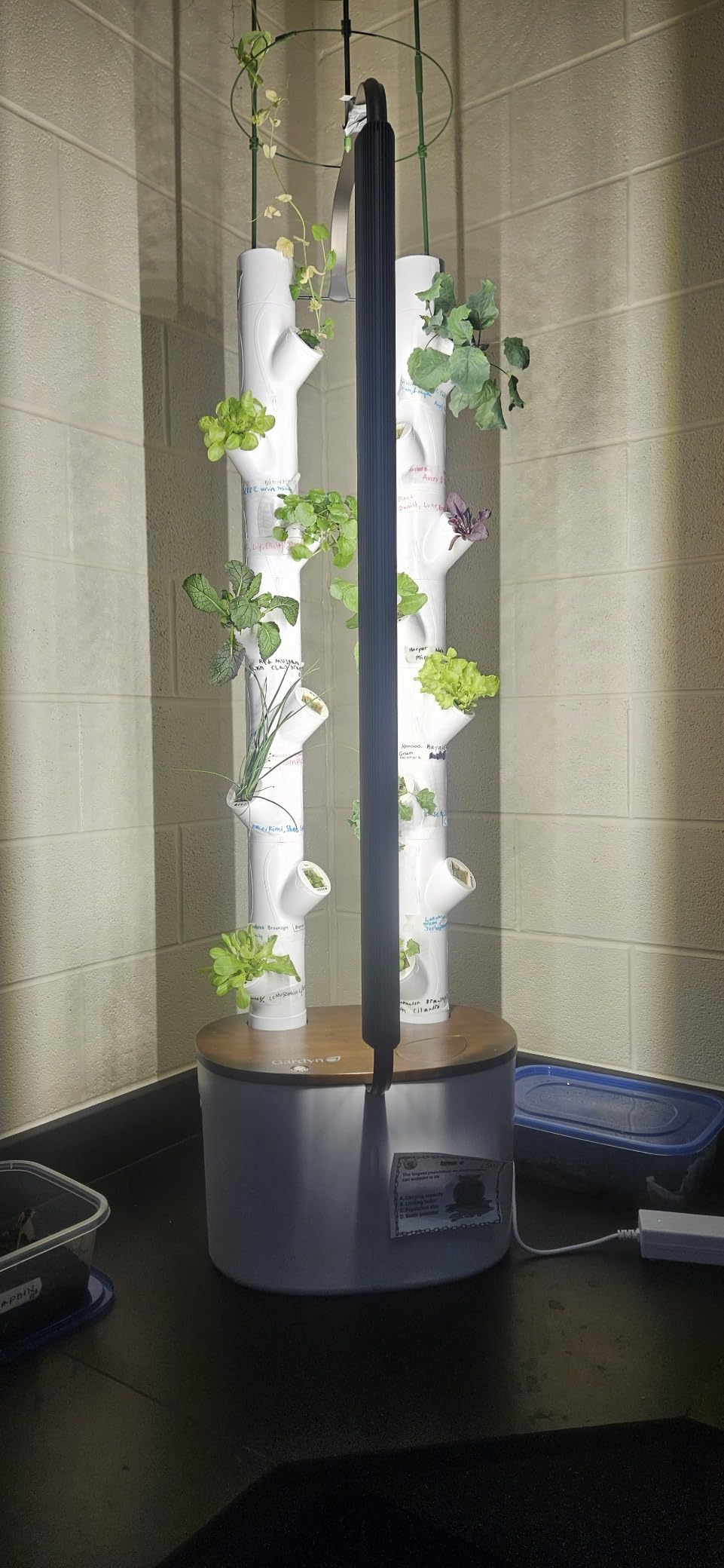 Gardyn Studio 2 Hydroponics Growing System - 16 Plants, Smart Tower | New & improved, non-GMO plants, herbs, vegetables, hydroponic herb garden planter indoor kit with grow lights customer photo 2
