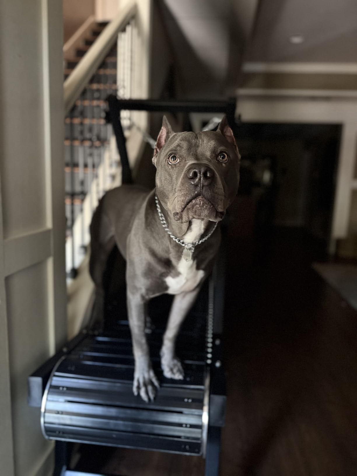 Dog Treadmill, HotFeed Dog Slat Mill for Medium Dogs, Doggy Treadmill with Brake & Plastic Track, Dog Pacer Treadmill to Keep Active and Fit, Up to 300LBS customer photo 2
