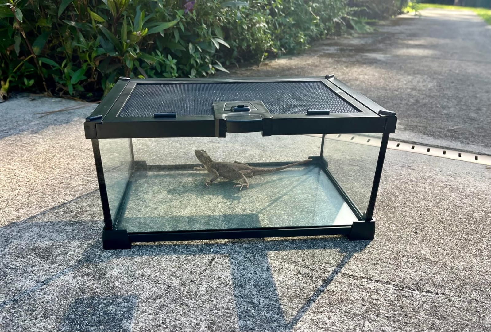 2.5 Gallon Fully Assembled Glass Reptile Enclosure, 12