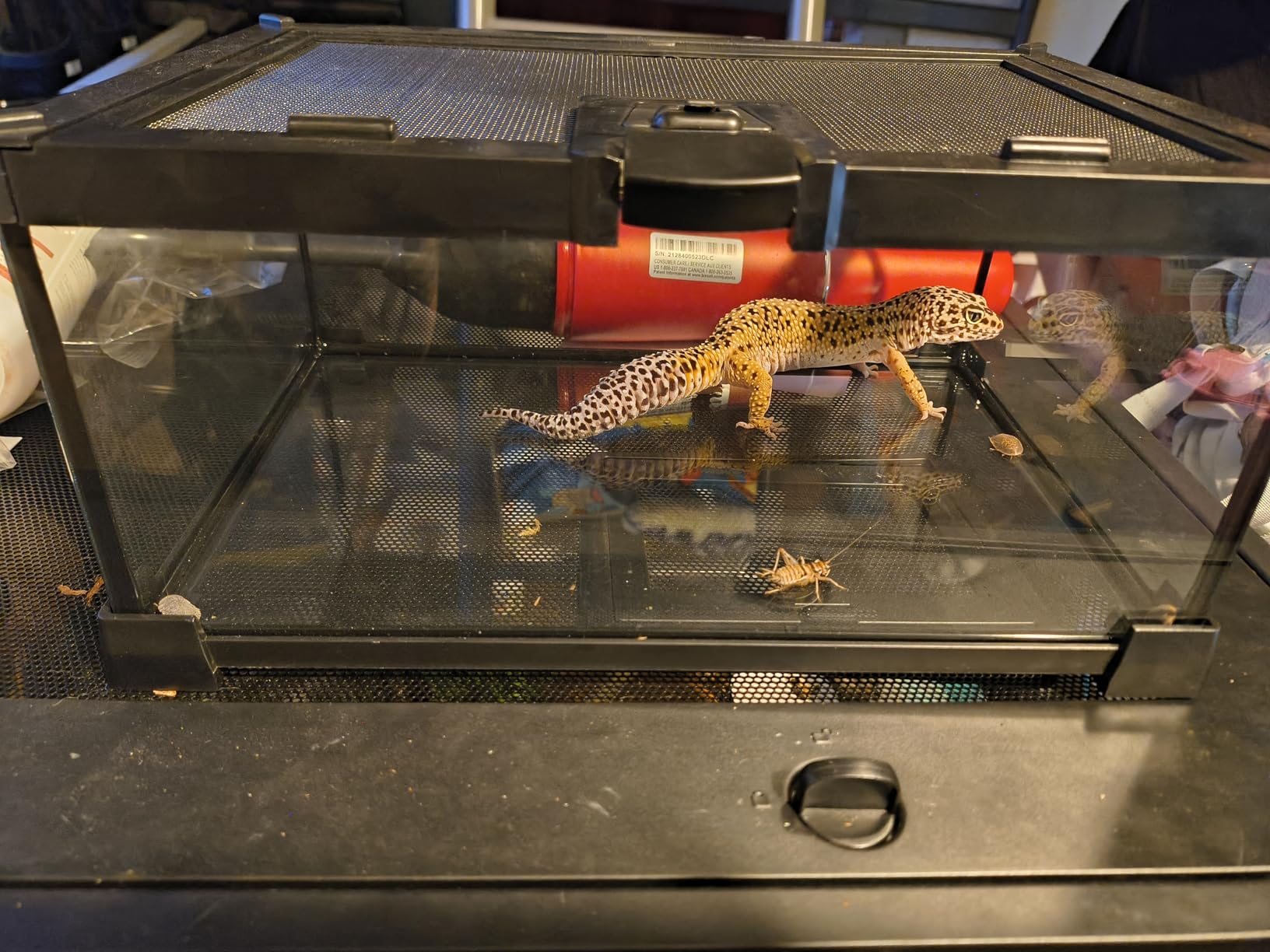 2.5 Gallon Fully Assembled Glass Reptile Enclosure, 12