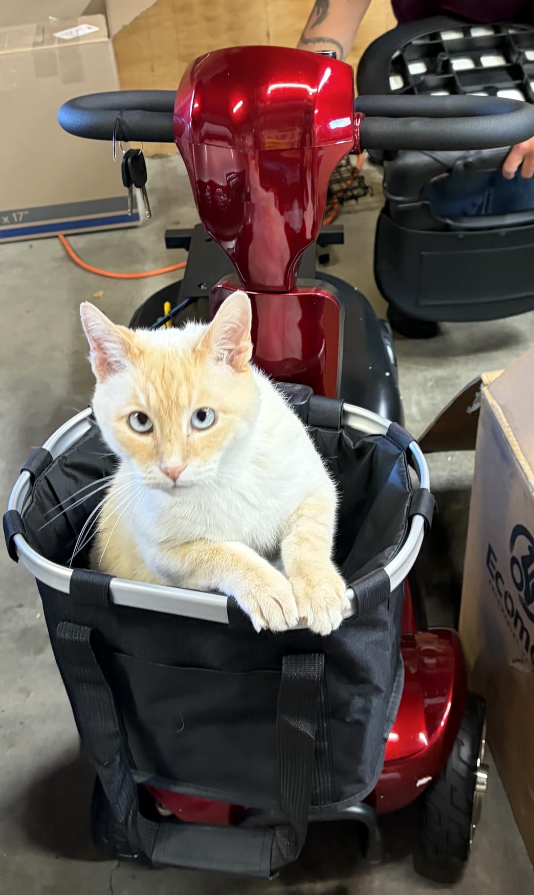 Light Weight Mobility Scooters for Seniors/Adults, Foldable Mobility Scooter | FSA Eligible, Airline-Approved, Dual Battery, Only 31.7 LBS, 20 Inch Turning Radius, for Indoors & Outdoors, Tail Light, GPS customer photo 1