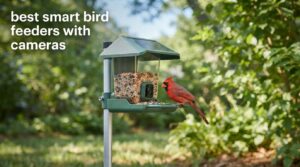 best smart bird feeders with cameras