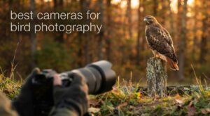 best cameras for bird photography