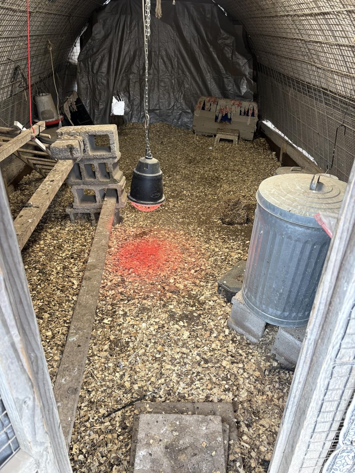 Premier 1 “Prima” Heat Lamp® customer photo 1